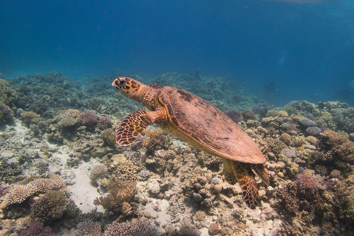 Climate Action for a Greener Planet